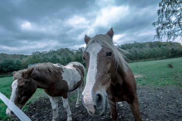 Horse © Johnny