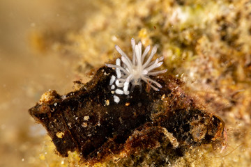 The most beautiful underwater snails of the Indian and Pacific Ocean