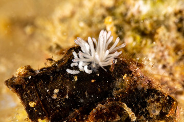 The most beautiful underwater snails of the Indian and Pacific Ocean