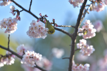 満開の大寒桜と緑色の美しい小鳥（メジロ）056
