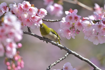 満開の大寒桜と緑色の美しい小鳥（メジロ）059