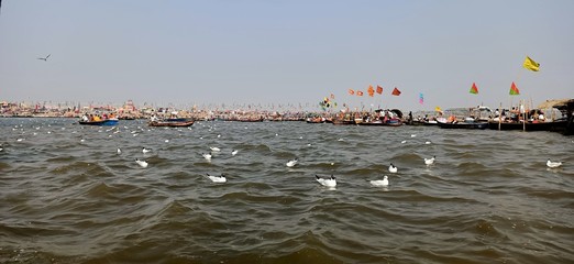 black headed gulls also called as Chroicocephalus ridibundus, ganga river and sky, india