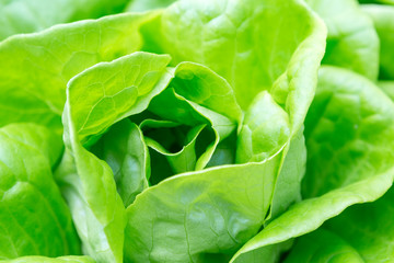 Closeup green lettuce, nature concept background, outdoor day light