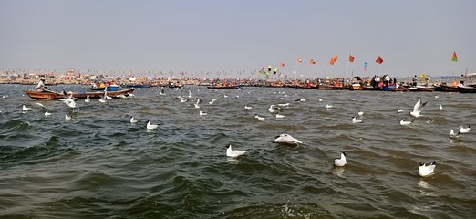 black headed gulls also called as Chroicocephalus ridibundus, ganga river and sky, india