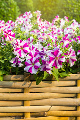 Colorful Petunia flower garden with morning outdoor day light, spring and summer season, nature concept background
