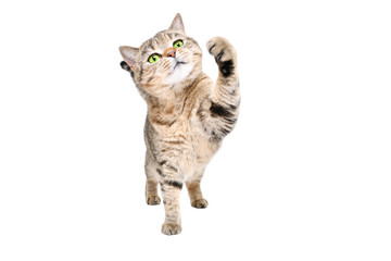 Funny playful cat Scottish Straight standing isolated on a white background