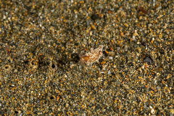 The most beautiful underwater snails of the Indian and Pacific Ocean