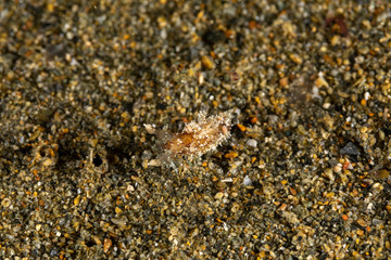 The most beautiful underwater snails of the Indian and Pacific Ocean