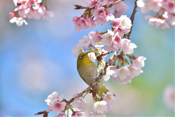 満開の大寒桜と緑色の美しい小鳥（メジロ）068