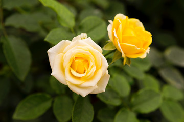 Yellow rose flower over blurred green garden background, spring and summer garden, nature concept background
