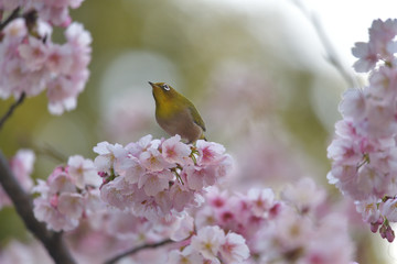 満開の大寒桜と緑色の美しい小鳥（メジロ）071