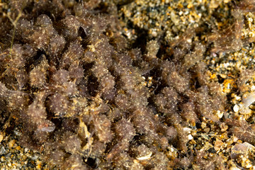 The most beautiful underwater snails of the Indian and Pacific Ocean