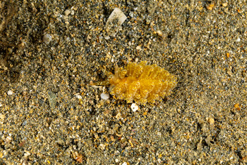 The most beautiful underwater snails of the Indian and Pacific Ocean