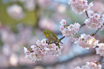 満開の大寒桜と緑色の美しい小鳥（メジロ）072