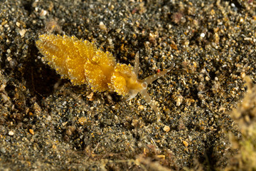 The most beautiful underwater snails of the Indian and Pacific Ocean