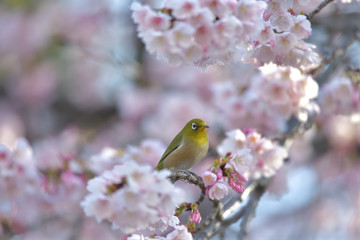 満開の大寒桜と緑色の美しい小鳥（メジロ）073