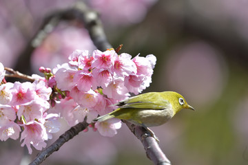 満開の大寒桜と緑色の美しい小鳥（メジロ）076