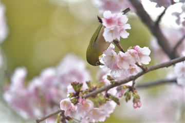 満開の大寒桜と緑色の美しい小鳥（メジロ）077