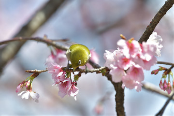 満開の大寒桜と緑色の美しい小鳥（メジロ）082