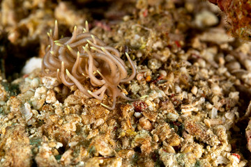 The most beautiful underwater snails of the Indian and Pacific Ocean