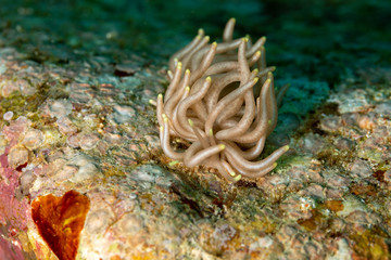 The most beautiful underwater snails of the Indian and Pacific Ocean