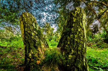 In der Heide in Haltern