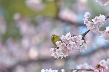 満開の大寒桜と緑色の美しい小鳥（メジロ）085