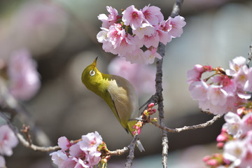 満開の大寒桜と緑色の美しい小鳥（メジロ）086