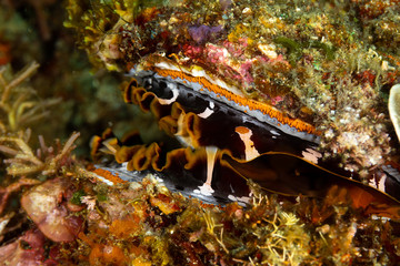 The most beautiful underwater snails of the Indian and Pacific Ocean