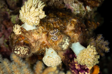 The most beautiful underwater snails of the Indian and Pacific Ocean