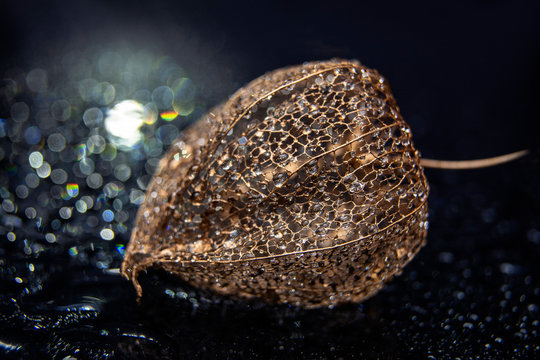 Phisalis. Golden skeleton of phisalis / Macro photo for disign of invitations, postcards, like canvas for text and congratulations.
