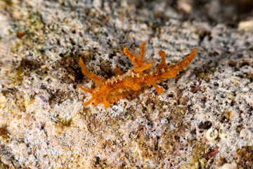 The most beautiful underwater snails of the Indian and Pacific Ocean