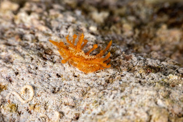The most beautiful underwater snails of the Indian and Pacific Ocean