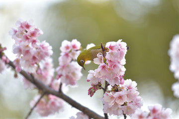 満開の大寒桜と緑色の美しい小鳥（メジロ）098