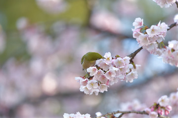 満開の大寒桜と緑色の美しい小鳥（メジロ）099