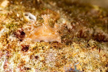 The most beautiful underwater snails of the Indian and Pacific Ocean