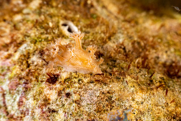 The most beautiful underwater snails of the Indian and Pacific Ocean