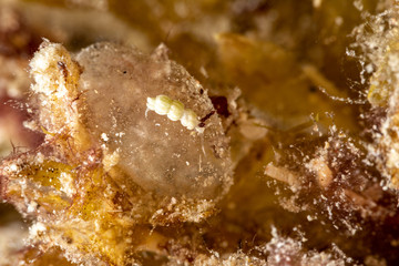 The most beautiful underwater snails of the Indian and Pacific Ocean