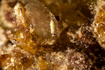 The most beautiful underwater snails of the Indian and Pacific Ocean