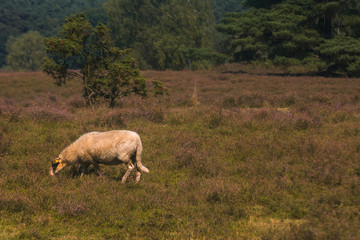 In der Heide in Haltern