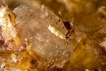 The most beautiful underwater snails of the Indian and Pacific Ocean
