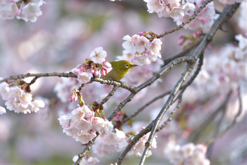 満開の大寒桜と緑色の美しい小鳥（メジロ）104