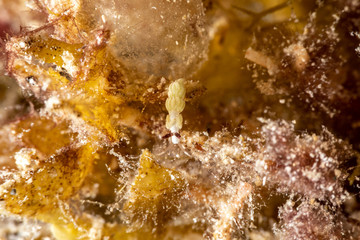 The most beautiful underwater snails of the Indian and Pacific Ocean