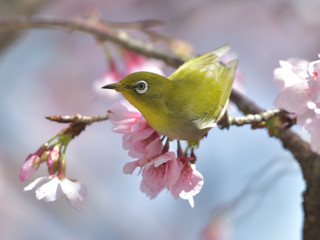 満開の大寒桜と緑色の美しい小鳥（メジロ）109