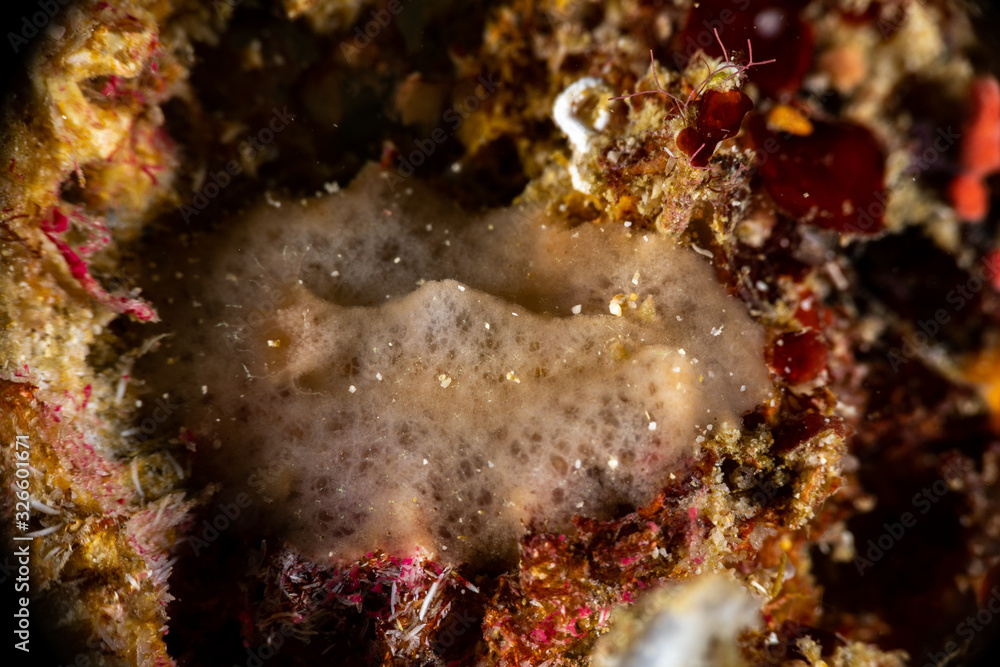 Canvas Prints the most beautiful underwater snails of the indian and pacific ocean