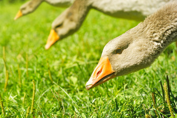 Portrait of three geese in the meadow eating grass