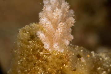 The most beautiful underwater snails of the Indian and Pacific Ocean