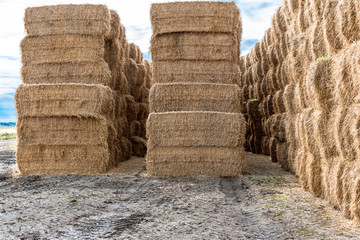 Large Bales of Straw Stacked High in Rows in Yard Waiting for Shipment