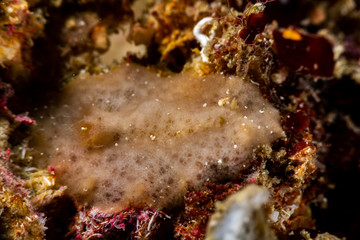 The most beautiful underwater snails of the Indian and Pacific Ocean
