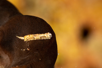 The most beautiful underwater snails of the Indian and Pacific Ocean